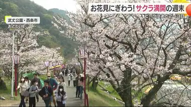 サクラ満開！県内各地でお花見にぎわう　一方サクラの木の高齢化に心配の声も【愛媛】