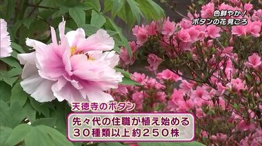 約２５０株の大輪　豊後大野市の天徳寺で春のボタンが見頃！　大分