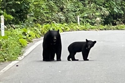 クマが「指定管理鳥獣」に　人身被害最多、国が捕獲支援