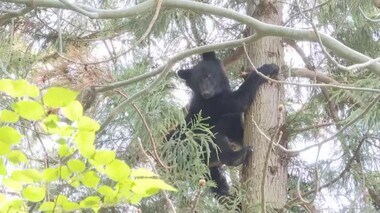 指定管理鳥獣に追加“クマ”に要注意！親離れした子グマ増!?その危険性は「好奇心旺盛で警戒心が弱い」