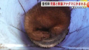 アナグマが男児と女性教諭にかみつく　学校目の前の通学路で　児童は指２カ所に教諭は足首に傷＜岩手県＞