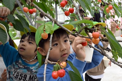 一足早い初夏の味　サクランボの生産量日本一・山形で果樹園開園