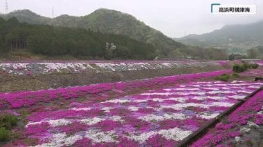 高浜町で10万株の「シバザクラ」見ごろ　ピンクや白のグラデーションが田園風景彩る