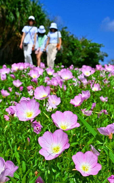 青空に映える　淡いピンク色の花　きょう4月19日は二十四節気「穀雨」