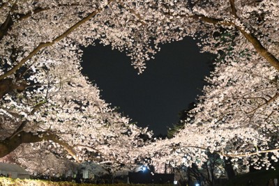 ピンクのハートに人だかり、弘前公園で桜満開　観光客でにぎわう