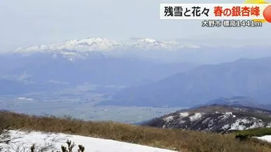 雄大な白山連邦と春の花を楽しむ　標高1441ｍ 360度の大パノラマ「銀杏峰」【福井・大野市】