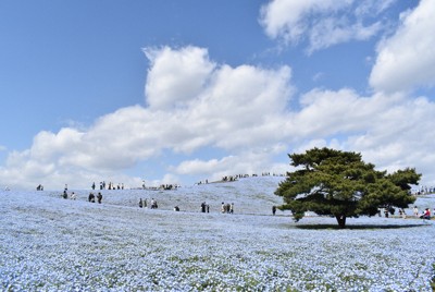 ネモフィラ満開、混雑避けて朝露や夕日とのコラボも幻想的　茨城