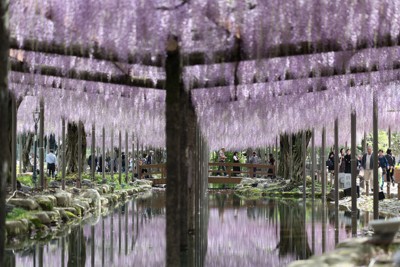 春風に揺れる紫のカーテン　愛知・天王川公園でフジの花見ごろ　