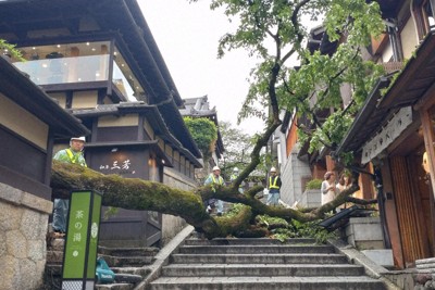 京都・産寧坂で木が倒れ男性1人下敷き　出血し歩けず　清水寺近く