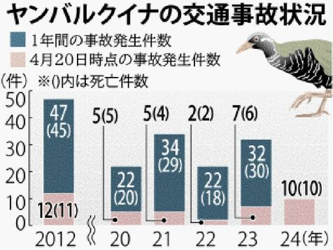 ヤンバルクイナ輪禍１０羽　４月時点　５年で最悪ペース　国頭安田の路上集中