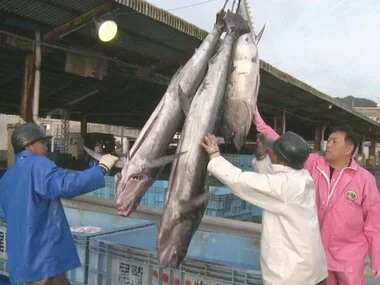 GWの需要に合わせ…三重・尾鷲港でマグロの水揚げ キハダマグロやビンチョウマグロなど約700匹