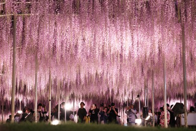 藤の花見ごろ　あしかがフラワーパーク