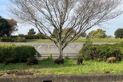 イノシシ急増　捕獲目標5倍増の100頭に　渡良瀬遊水地