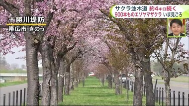 【北海道の天気 4/29(月)】あすは冷たい雨…傘と上着を忘れずに　ゴールデンウィーク後半の予報