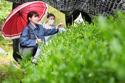 宇治茶の魅力味わうイベント「摘む、たてる、飲むを全て経験できた」