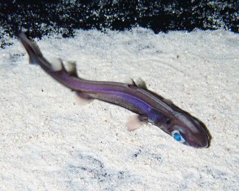 腹部が青く光る深海ザメを公開　世界初の長期飼育　美ら海水族館、5月6日まで