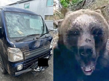 【ヒグマに襲われた軽トラ】車体は”ボコボコ”に…痕跡から伝わるクマの強烈なパワー フロントガラス3か所にヒビが もし割れていたら…