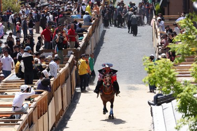 新生・上げ馬神事　新たな道疾走　「動物虐待」批判を受け改善