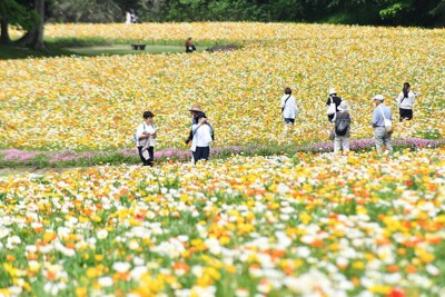 カラフルな春の花、丘一面に　埼玉・武蔵丘陵森林公園で見ごろ