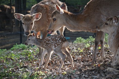 静かに見守ってね　奈良公園で今年初めての子鹿が誕生