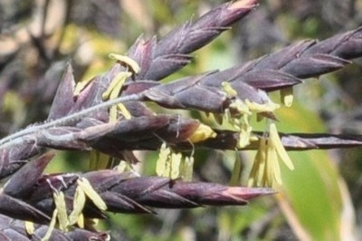 開花に出合えるのは生涯に一度　「スズタケ」宮崎の向坂山で開花