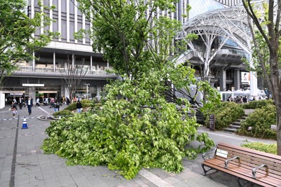 JR博多駅前で街路樹倒れる　けが人なし　強風の影響か