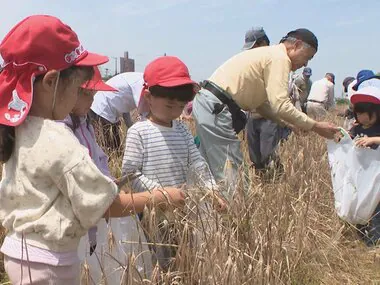 芭蕉も句に詠む…「むらさき麦」を地元の幼稚園児が収穫 園に持ち帰り麦ごはんなどに 愛知・岡崎市