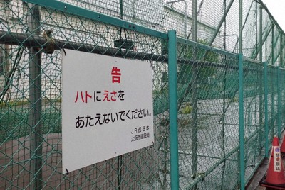 ハト餌やりに“フンガイ”の声　大阪市がついに中止命令、刑事告発も