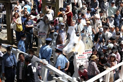 虐待批判の「上げ馬神事」　大幅改善で無事に終わったものの…