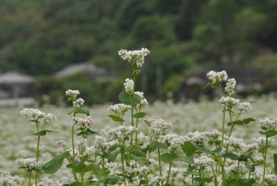 白い春ソバの花　風にそよぐ　6月中には収穫　大分・豊後高田市