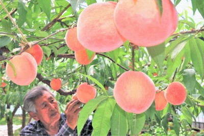 甘くておいしい早生モモ、いかが　宮崎・延岡の特産、収穫始まる