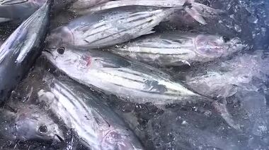 カツオ初水揚げ 海水温の影響で１カ月遅く 石巻魚市場〈宮城〉