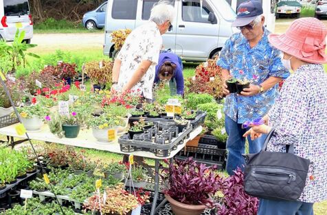 植物生き生き品定め　若夏の大植木市、沖縄市であす6月9日まで　「散歩がてらに来て」