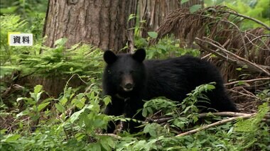 背後からクマが…手首かまれ41歳女性重傷　トレラン練習中の48歳男性は肩かまれ軽傷長野で被害相次ぐ