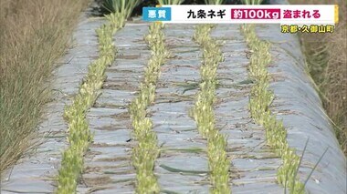 【大量『ネギ』泥棒】九条ネギ「100キロ」が盗まれる　ネギ畑が無残な姿に　窃盗事件として捜査