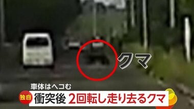 【独自】事故の衝撃で跳ね飛ばされたクマが“2回転”　軽自動車の横っ腹に突撃…車体ヘコませるも走り去る　仙台市