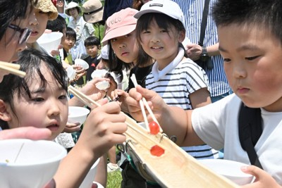 さくらんぼ流し、種吹き飛ばし…山形でサクランボづくしイベント