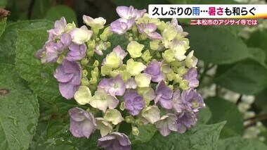 久しぶりの雨にアジサイも喜んでいるよう…福島県二本松市・高林寺　5000株以上が6月下旬には見ごろに