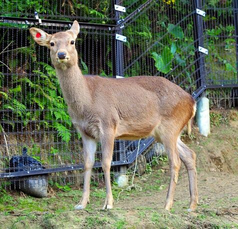 逃げたシカ　隣の雑木林で目撃、捕獲には至らず　100人態勢で捜索　沖縄こどもの国はきょう6月30日も休園