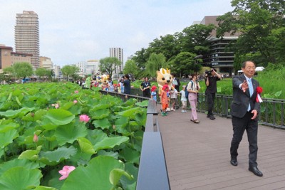 秋田・千秋公園のお堀に遊歩道が完成　身近にハスの花鑑賞が可能に