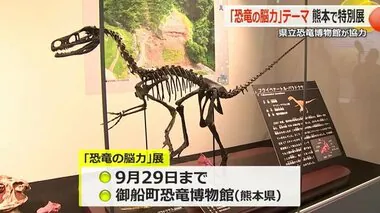 福井県立恐竜博物館が“特別協力”　熊本県の恐竜博物館で20日から「恐竜の脳力展」開催