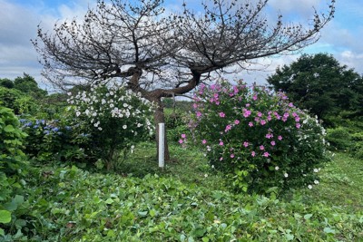 名も無き墓地と枯れた松の木　かつて起こった暗い出来事の足跡