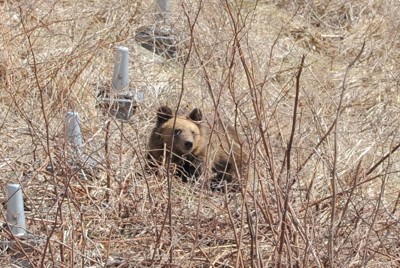 クマ被害増加中…猟友会支部、駆除から異例の「離脱」表明　真意は