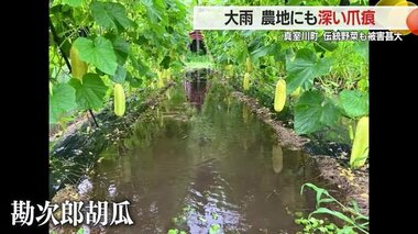 【山形】「収穫できるかわからない」キュウリ・ササギ…伝承野菜も被害甚大　大雨で農地に深い爪痕