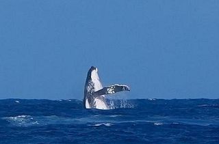 タヒチのサーフィン会場にクジラ　南太平洋でジャンプ