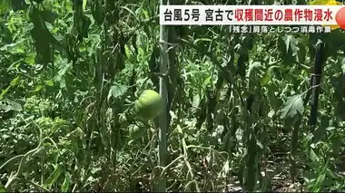 台風５号で農作物が浸水被害　肩を落とし農家が消毒作業　　岩手県