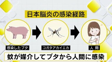 日本脳炎「予防接種漏れ」に注意　県内のブタが感染判明…蚊が媒介して人にも感染リスク　発症後の致死率高く　福岡