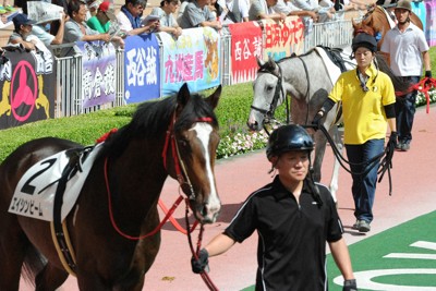 出走直前に体を冷やす　競走馬の暑さ対策とは＝井内利彰さん