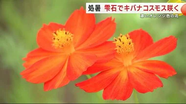 秋の始まり　雫石町でキバナコスモス咲く　耳を澄ませばコオロギの声も　岩手県