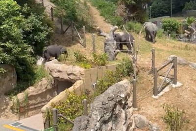 動物園の子ゾウ脱走、福岡市長「動画見て知った」　園から報告なく